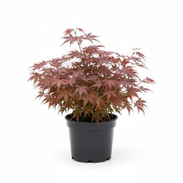 Érable du Japon pourpre
