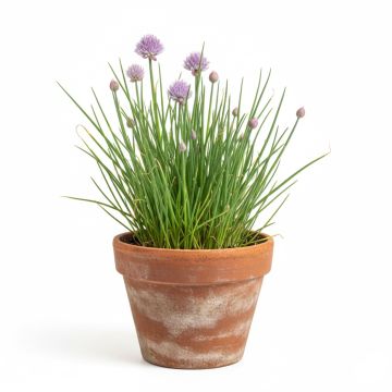 Graines de Ciboulette