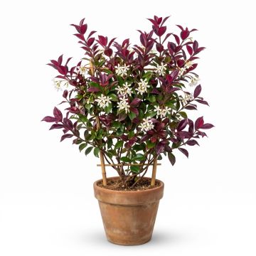 Jasmin &eacute;toil&eacute; pourpre