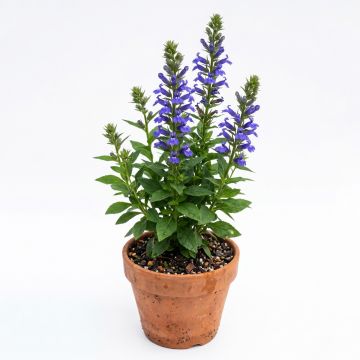 Lobelia bleu