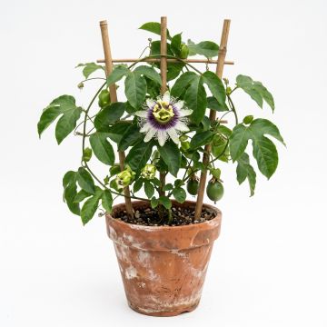 Passiflore - Fruit de la Passion