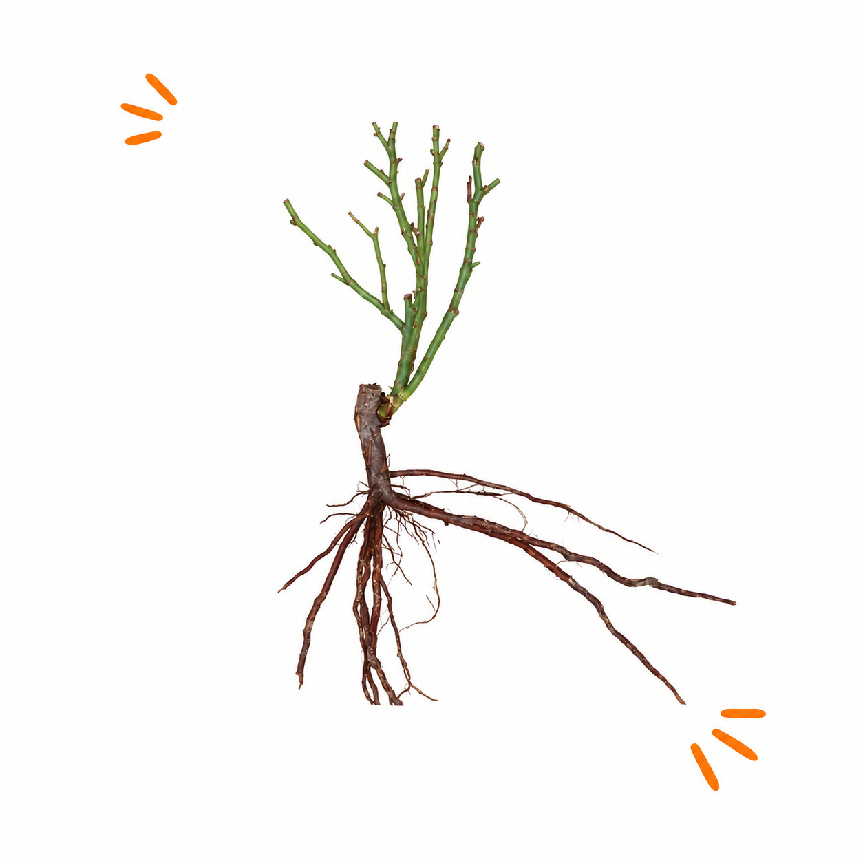 Plante livrée en racines nues
